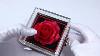 Rotating Jewelry Rose Box With Luxury Heart Necklace